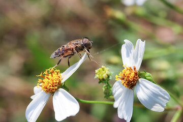 Eristalinus taeniops, a beautiful-eyed insect that flies around a white flower.