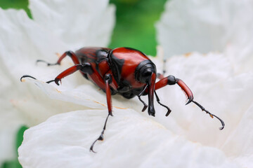 Red and black Bamboo Weevil on soft white flowers.