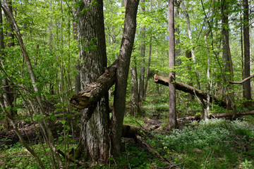 Springtime alder-bog sunny forest with standing water
