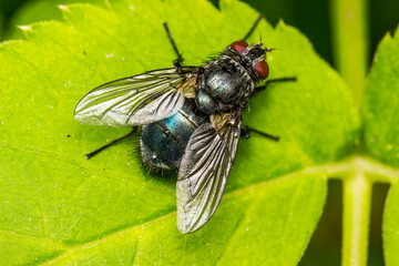 fly with a blue or turquoise belly on a green leaf. close-up. macrophotography. natural lighting