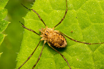 a haymaker spider on a green leaf. close-up.blurred afternoon background. macrophotography