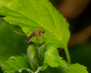 male mosquito on green leaves in close-up. a blood-sucking insect. a carrier of diseases. blurred background with highlights and side effects.