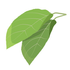 Two green leaves of apple tree on white background. Vector illustration for children's activity book, worksheet, print.