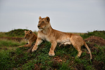 lion cub in the grass