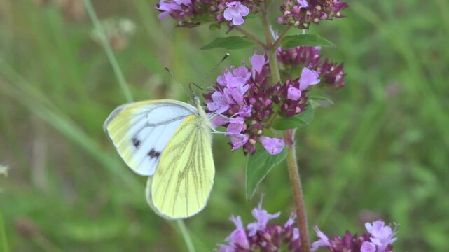 Green-Veined White butterfly (Pieris napi) feeding on Wild Marjoram (Origanum vulgare) flowers and flying between them. June, Kent, UK [Slow motion x5]