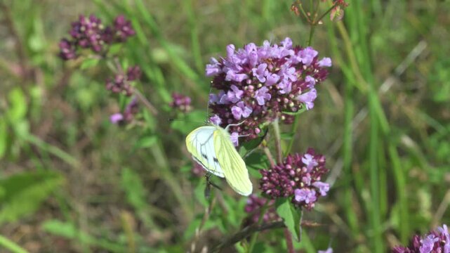 Green-Veined White butterfly (Pieris napi) feeding on Wild Marjoram (Origanum vulgare) flowers disturbed by a Thick-Legged Flower Beetle. June, Kent, UK [Slow motion x5]