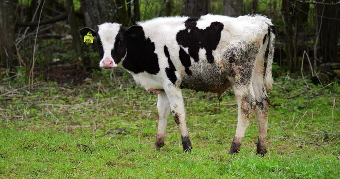 Young bull reacts to human presence during peaceful pasture stroll, expressing alertness and curiosity through subtle gestural behavior