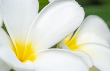 Fototapeta premium Plumeria flower, closeup view with garden and nature, light in environment with natural background. Plant magnification, blossom background.