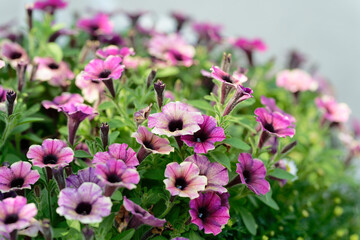 Close up of Purple petunia (Sweetunia, Lilac, Intrinsa, Potunia)