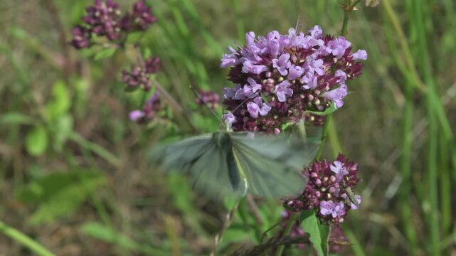Green-Veined White butterfly (Pieris napi) feeding on Wild Marjoram (Origanum vulgare) flowers and flying between them. June, Kent, UK [Slow motion x5]