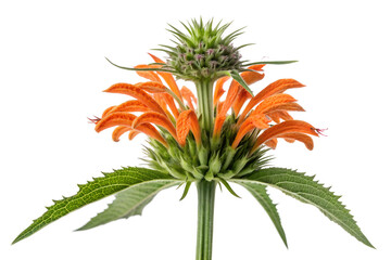 orange leonotis leonurus flower on transparent background