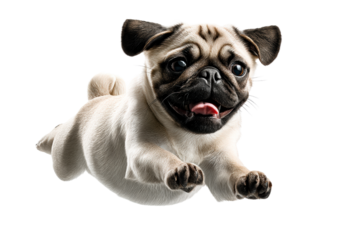 Pug dog jumping playfully in a lively display of energy