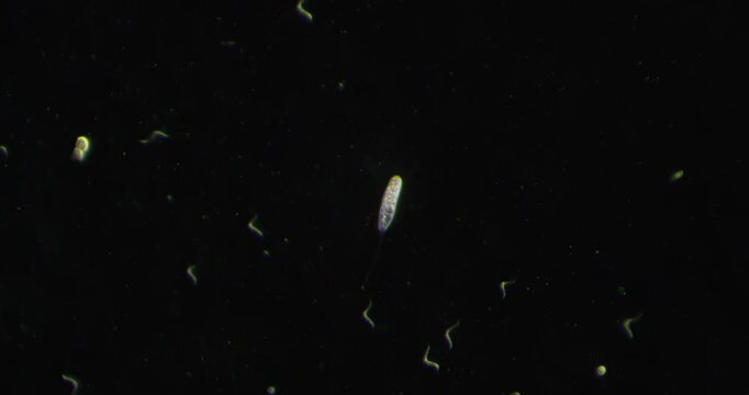 Flagellated protist (Peranema sp.) swims using dynamic body deformation and rotating flagellum under 100x microscopy, studied for microrobotic propulsion and control systems