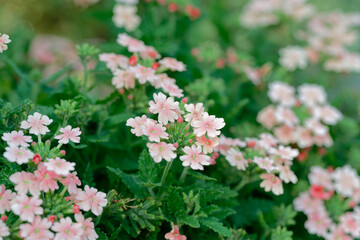 Close up of pink babena flower