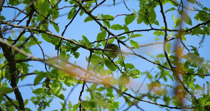 Pale brown willow warbler (Phylloscopus trochilus) rapidly explores dense Prunus padus canopy, using filtered sunlight to detect motion of flying insects during peak feeding window