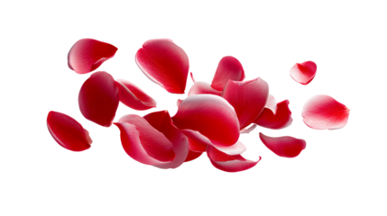 Red rose petals gently falling with a soft touch