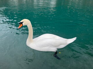 Swan on Lake