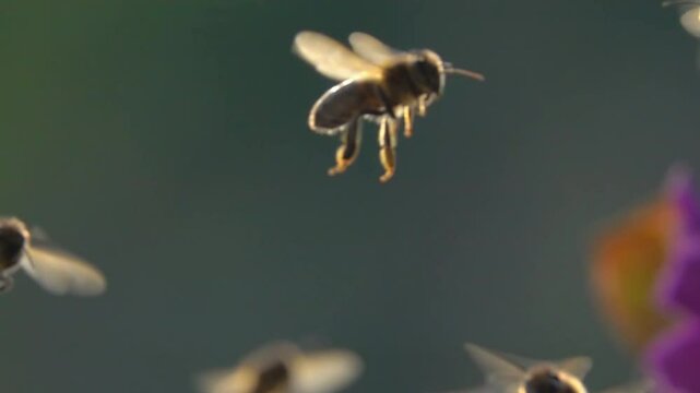  Bees flying., bee swarm, Honeybees. Funny animals.
