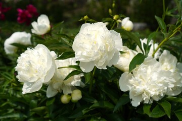 White flowers on a peony bush in a garden bed as a summer landscape design concept