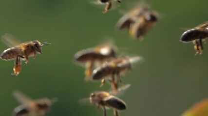 Bees flying., bee swarm, Honeybees. Slow motion
- Powered by Adobe
