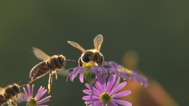 Bees, flying on flowers. closeup view. Slow-motion. purple violet flowers
