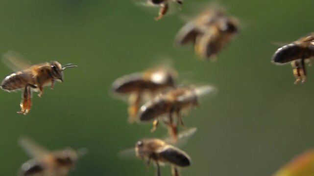  Bees flying., bee swarm, Honeybees. Slow motion
