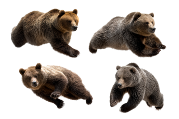 Various poses of brown bears in a natural setting
