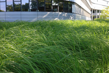 Modern office building behind tall green grass on a sunny day. Eco-friendly urban design.