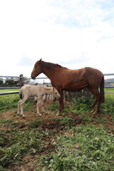 Caballo. Potro Recién Nacido en Establo. Yegua amamantando Potrillo. 