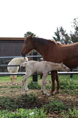 Caballo. Potro Recién Nacido en Establo. Yegua amamantando Potrillo. 