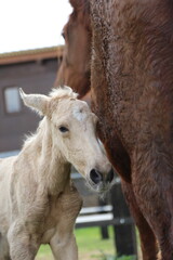 Caballo. Potro Recién Nacido en Establo. Yegua amamantando Potrillo. 