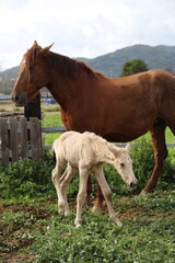 Caballo. Potro Recién Nacido en Establo. Yegua amamantando Potrillo. 