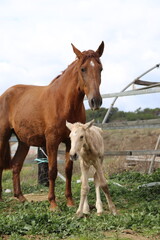 Caballo. Potro Recién Nacido en Establo. Yegua amamantando Potrillo. 