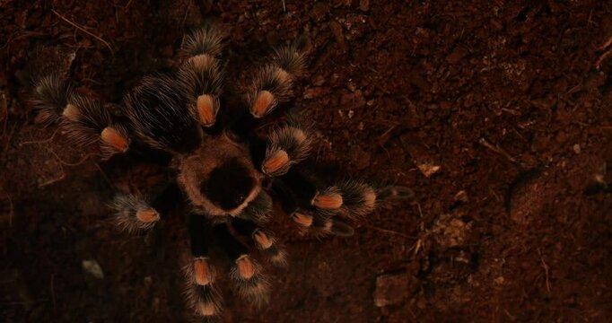 Close-up Mexican redleg tarantula (Brachypelma emilia) slowly stalking prey over forest litter showing terrestrial hunting behavior arachnid class arthropod species used in venom research exotic pet s