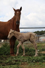 Obraz premium Caballo. Potro Recién Nacido en Establo. Yegua amamantando Potrillo. 