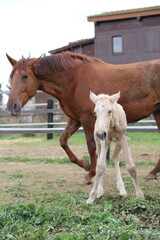 Caballo. Potro Recién Nacido en Establo. Yegua amamantando Potrillo. 