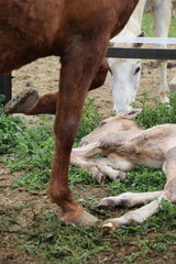 Caballo. Potro Recién Nacido en Establo. Yegua amamantando Potrillo. 