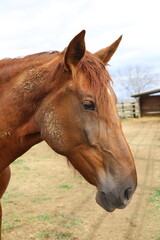 Naklejka premium Caballo. Potro Recién Nacido en Establo. Yegua amamantando Potrillo. 
