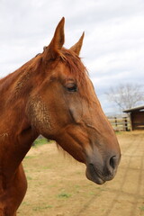 Obraz premium Caballo. Potro Recién Nacido en Establo. Yegua amamantando Potrillo. 