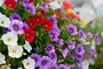 A flower pot filled with petunia of various colors