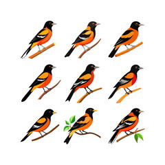 set of oriole bird vector illustration