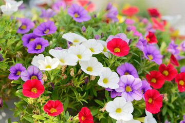 A flower pot filled with petunia of various colors