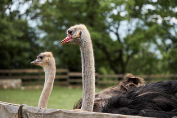 Two ostriches peek over the wooden fence of their pen. Their necks extend upward alertly.