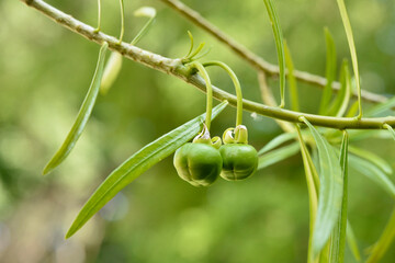 Immature green fruits of Cascabela thevetia (L.) Lippold, commonly called yellow oleander or lucky nut, a poisonous tropical plant