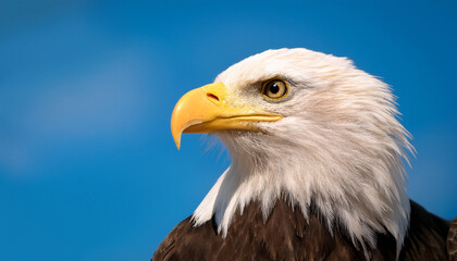 Obraz premium majestic bald eagle portrait displays its striking features against a clear blue sky backdrop