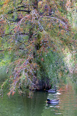Two mallard ducks glide peacefully on a serene green pond, framed by the graceful, multi-toned foliage and dark trunk of a beautiful, moss-draped tree