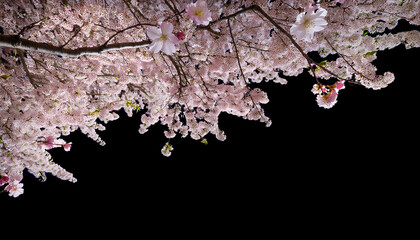 loop flying sakura on transparent background blossom cherry alpha channel