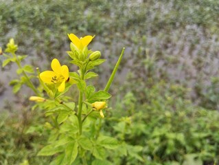 Asian spider flower (Cleome viscosa) in the river bank 
