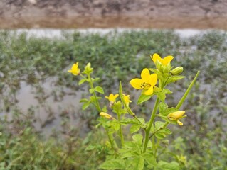 Asian spider flower (Cleome viscosa) in the river bank 