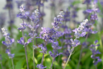 lavender flowers in the garden